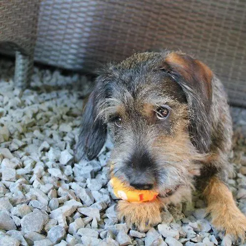 Delibab Dom wakacyjny *